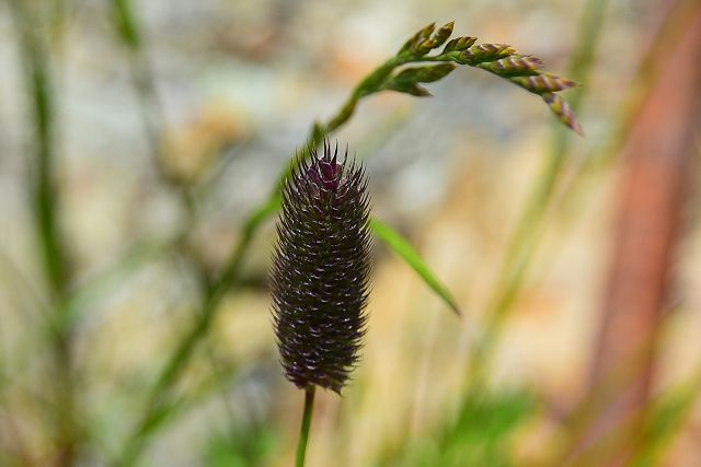 ミヤマアワガエリの花穂