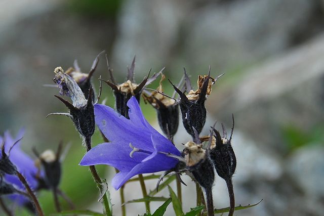 花の終わったイワギキョウ