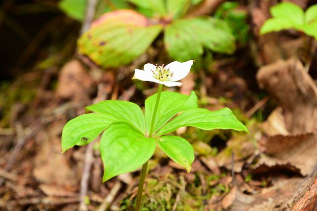 剱岳・早月尾根で見たゴゼンタチバナ