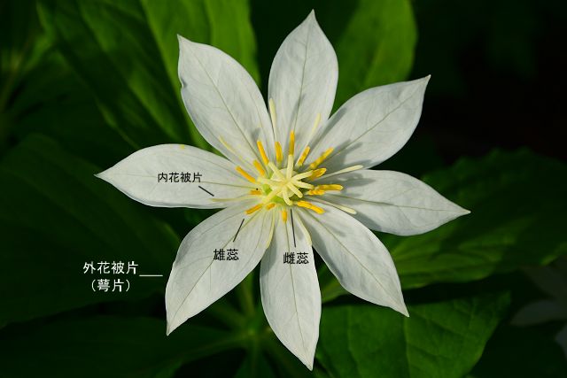 白馬尻から白馬大雪渓への登山道で見たキヌガサソウの花