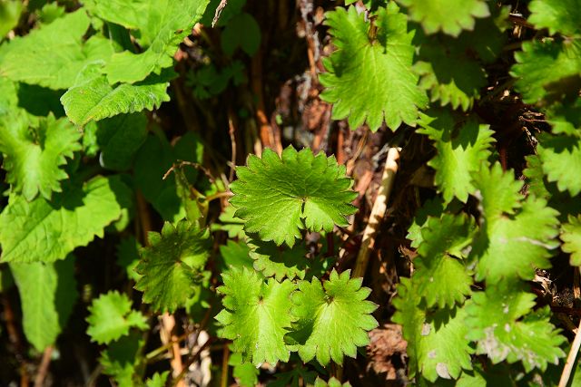 クロクモソウの葉