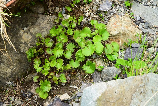 白馬大雪渓から村営白馬岳頂上宿舎への登山道で見たクロクモソウの葉