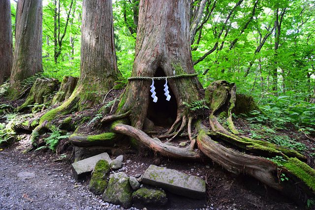 戸隠神社奥社 小百合杉