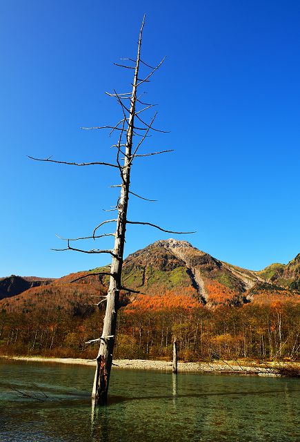 大正池と立ち枯れの木に焼岳